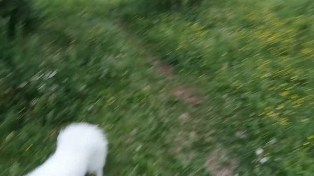 Японский шпиц Люк на прогулке смотреть онлайн