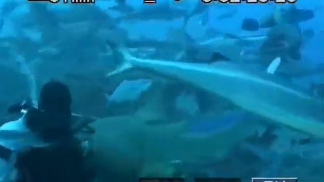 Diving in Fiji, Sharks feeding смотреть онлайн