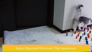 Кот и собака проходят препятствие из домино