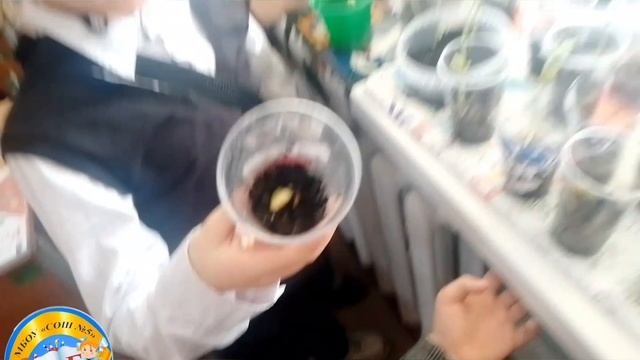 фасоль