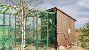 Победитель ястребов