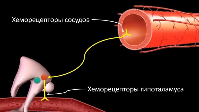 Голод и Насыщение | Как и откуда возникает ЧУВСТВО ГОЛОДА? | Medanatfarm