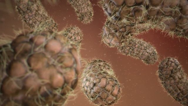 Научная визуализация. Энтеробактерии