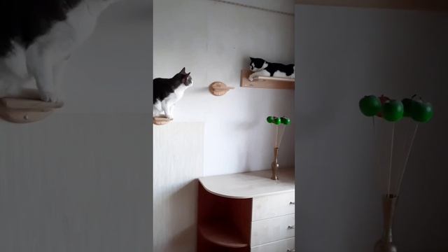 Приключения Котофея продолжаются. #кошки #кошачьяжизнь #мебельдлякошек
