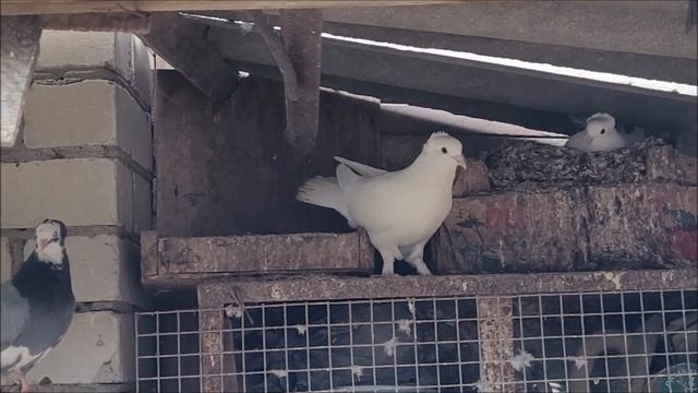 Сельские голуби. Часть 2, посёлок Терек, в гостях у Руслана. Махачкалинские бойные мраморные
