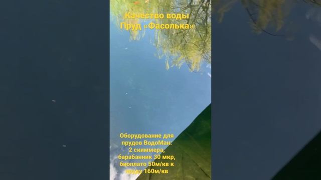 Качество воды в прудах Игоря Дикмана . Пруд Фасолька