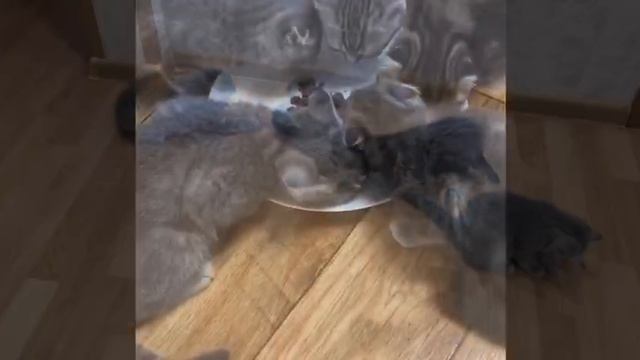 Котята 2024