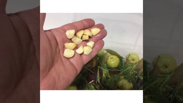 Помидоры соленые хрустящие ЗЕЛЕНЫЕ!👍👨🍳