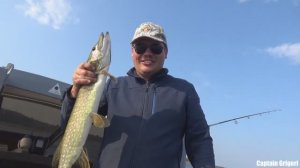щука 2,5кг  на спиннинг с тестом 0,8-5 грамм, pike, fishing, spinning