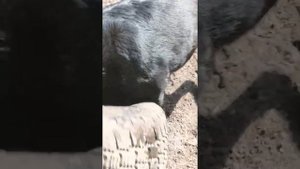 Собака лаяла, на дядю фраера.