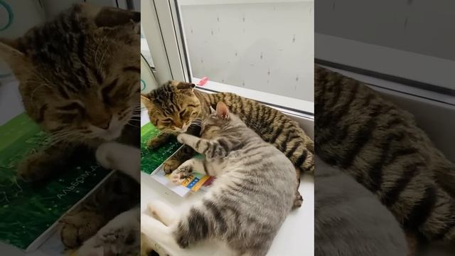 Милашки!!!!❤️❤️❤️❤️❤️,,Милые бранятся,только тешатся!,,