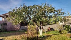 Вороны - друзья голубятника ..mp4