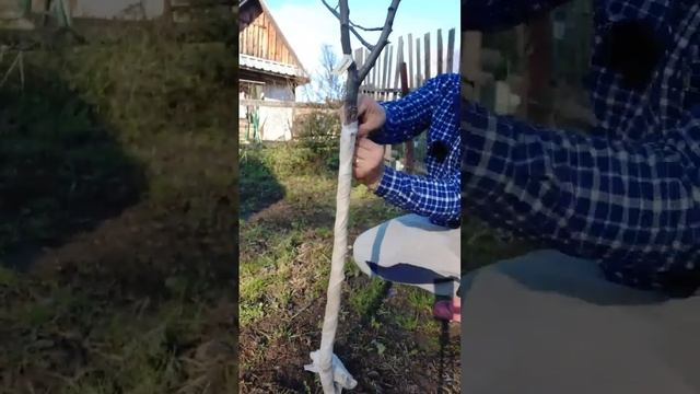 Не белю свои #деревья, а использую это...