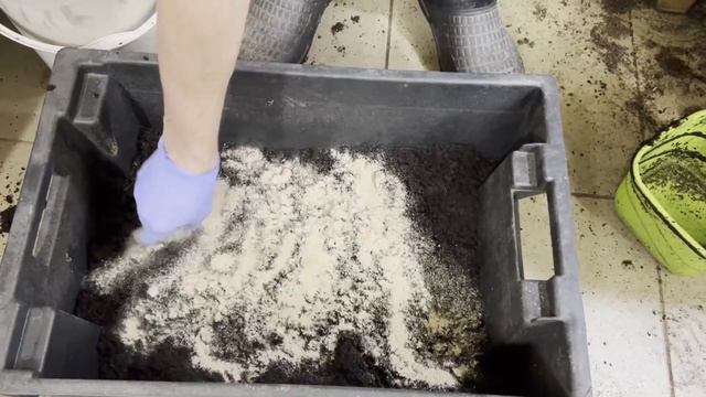 Заселяю малька дендробены