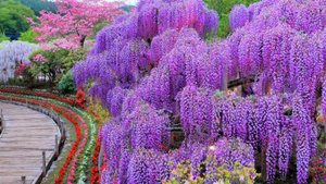 ЯПОНСКИЙ ПАРК  ГЛИЦИНИЙ Грациозный дождь  ASIKAGA FLOWER PARK