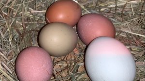 Как зимуют куры в Хабаровске.При суровых морозах на улице.