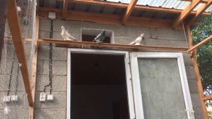 Домашние голуби
