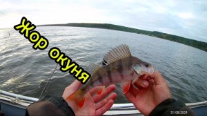 Жор окуня в августе! Окунь #рыбалка