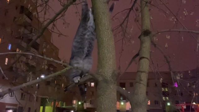 Кот на дереве
