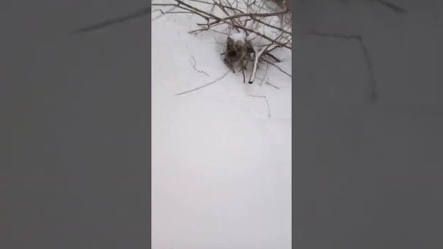 Ищем череп лонг хорс..ПОКАЗЫВАЮ СВОЁ ЛИЦО...