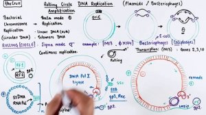 Rolling Circle DNA Replication and Amplification - Plasmids and Bacteriophages (M13 + PhiX174)