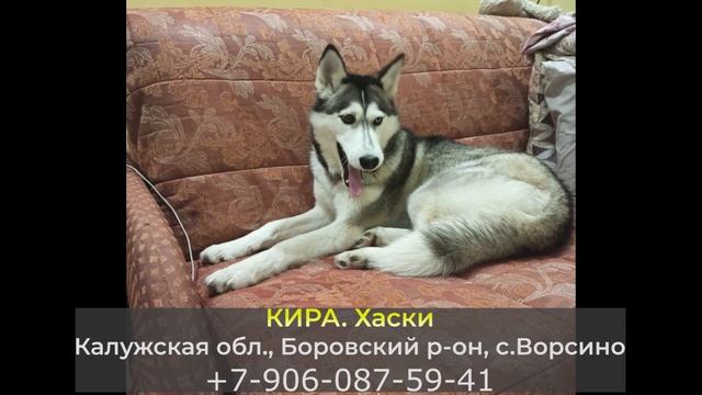 Пропала собака! КИРА. Хаски. Калужская обл., Боровский район, с. Ворсино смотреть онлайн