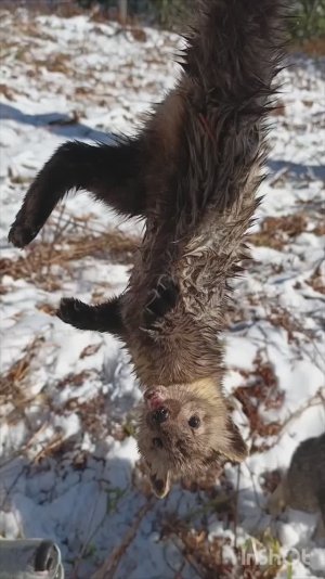 Охота на соболя, рябчика,лося, жизнь в тайге