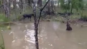Кенгуру топит собаку