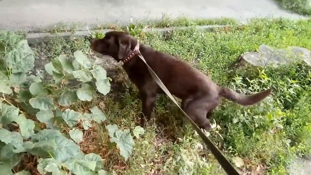 Лабрадор Балу, первая прогулка 1 смотреть онлайн