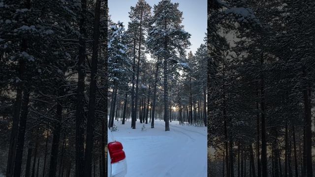 Заехал в лес на Прадо и обалдел