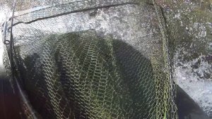 Твичинг осенью.Рыбалка о том как мы долбили воблерами,а ребята на живца Монстров таскали!!!!!