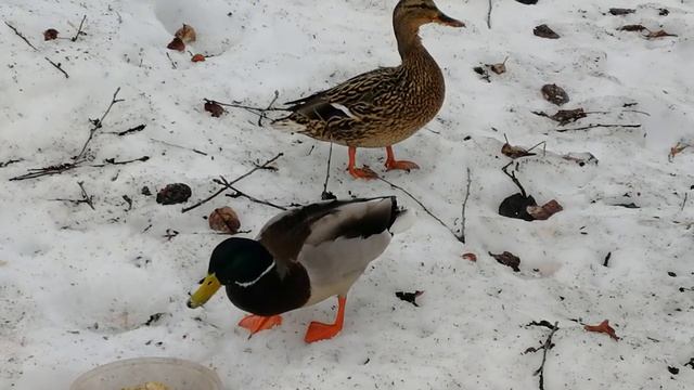 Весна запаздывает на 2 дня..mp4 смотреть онлайн