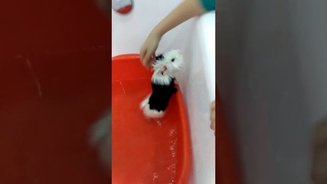 Морская свинка купается смотреть онлайн