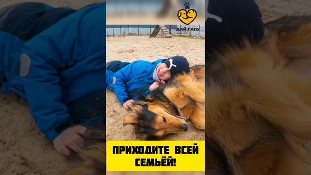 Прогулки с собаками на Переправе каждые выходные!☺️ Приходи и ты!😍