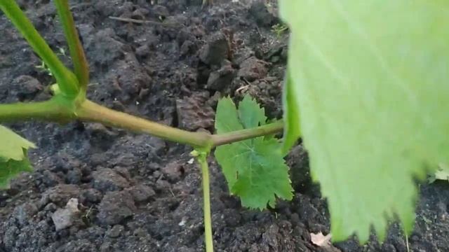 Виноград. Выращиваем новый рукав.на взрослых кустах