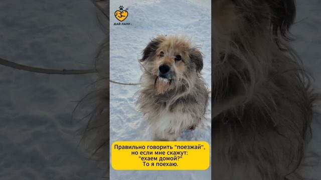 5 причин взять взрослую собаку 🐕