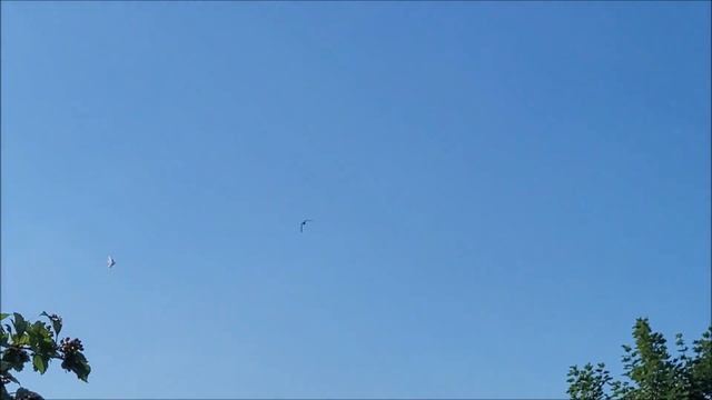 Сельские голуби. 27 06 2022 года * часть 3* Беслан -  Осетия, бойные голуби. Алана Максимовича.