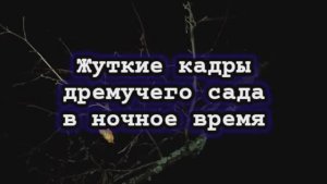 Заброшенный сад в ночное время NIGHT