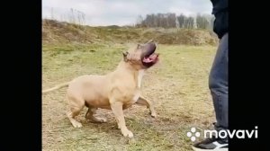 Американский булли XL