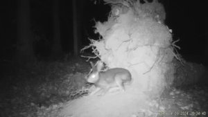 Забавные моменты заснятые на фотоловушку.