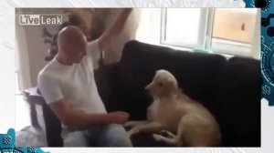 тормозная собачка и шарик! Угарное видео)