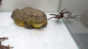 Грохотливые лягушки против гекконов змей тарантулов Rumble Bullfrogs vs Gecko vs Snake vs Tarantula