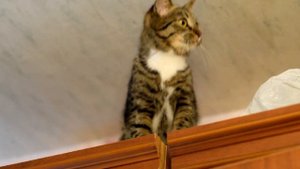 Смешная кошка охотится на муху и стучит зубами