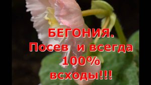 Бегония. Посев двумя способами и всегда 100% всходы
