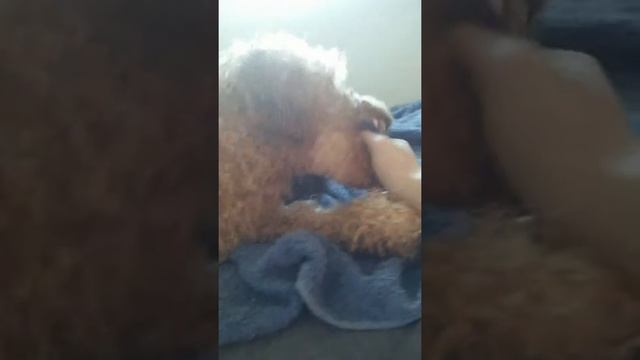 Наблюдаем за собакой после душа часть #2. смотреть онлайн