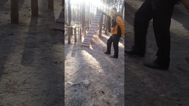 Дрессировка шарпея смотреть онлайн