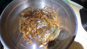 ЛОВИМ РАКОВ НОЧЬЮ. ЗАПРЕЩЁННЫЕ КАДРЫ|Честный обзор налобных фонарей Armytek и Fenix