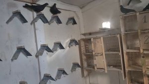 Летаем и линяем ..mp4