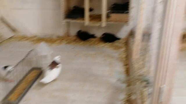 Жизнь в голубятне идёт своим чередом..mp4 смотреть онлайн