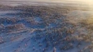 Стая волков в якутской области.